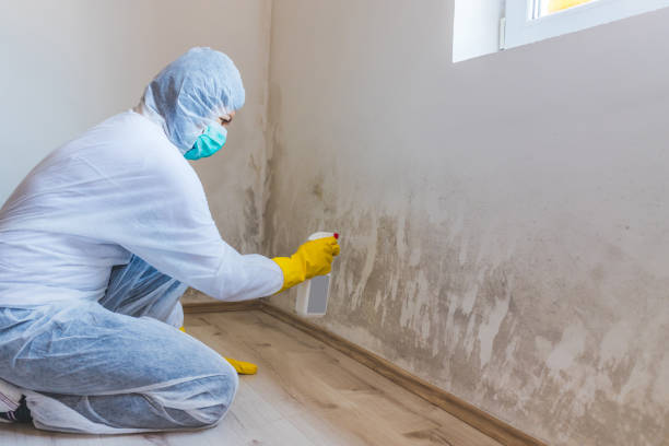 Licensed Mold Inspection service in Pine Level, NC - WQB Mold Removal